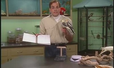 Video: Cleaning Bird Cages | Martha Stewart