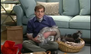 martha stewart cat toys
