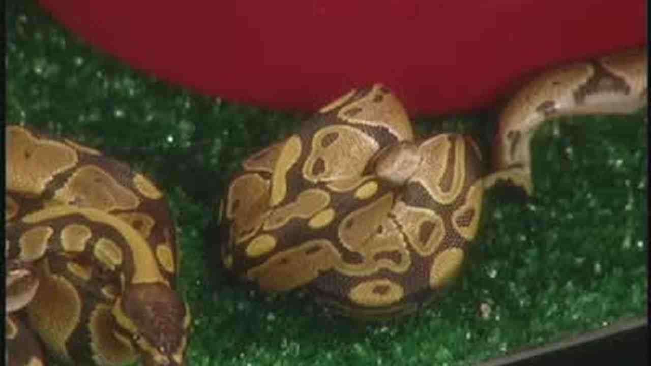 Video Burmese And Ball Pythons Martha Stewart