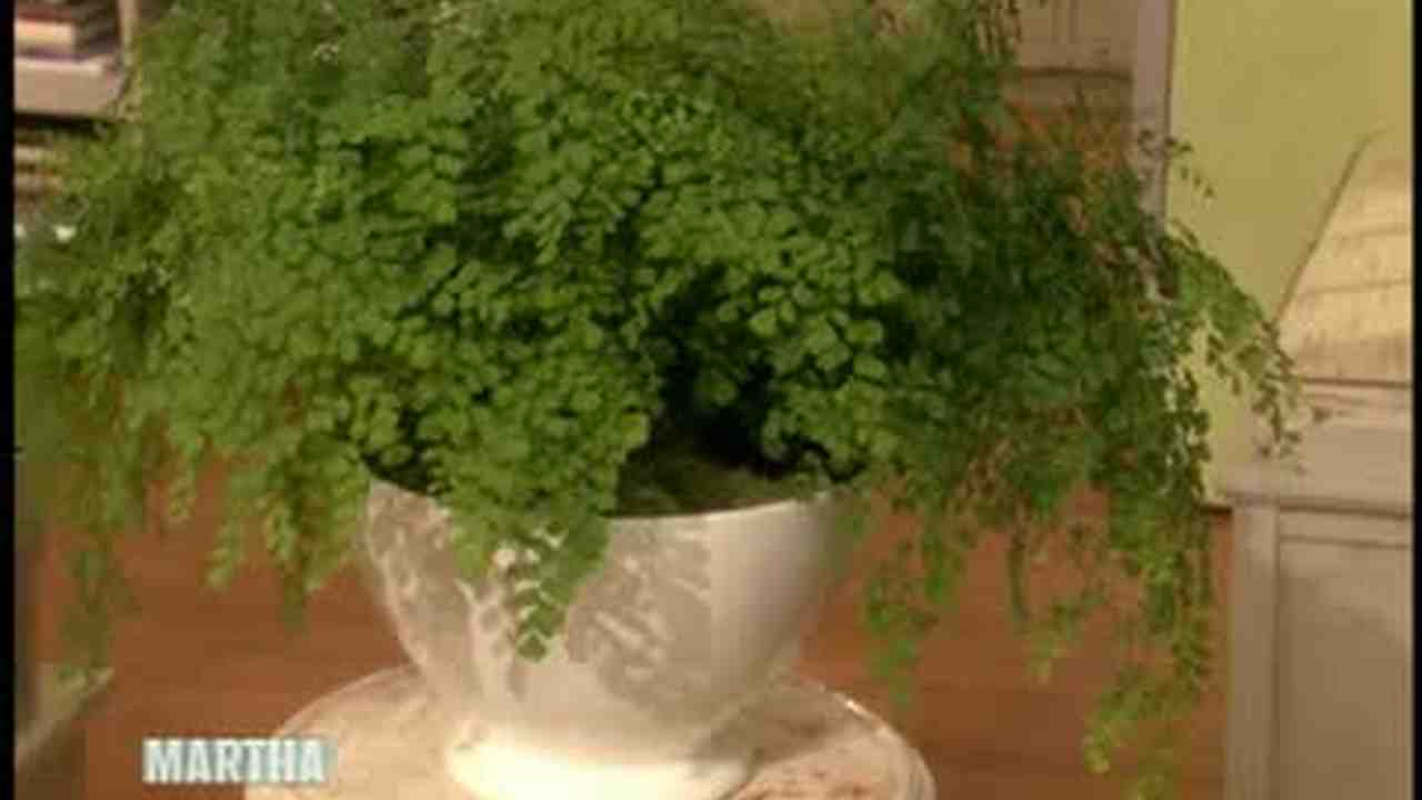 Video How To Re Pot A Maidenhair Fern Martha Stewart