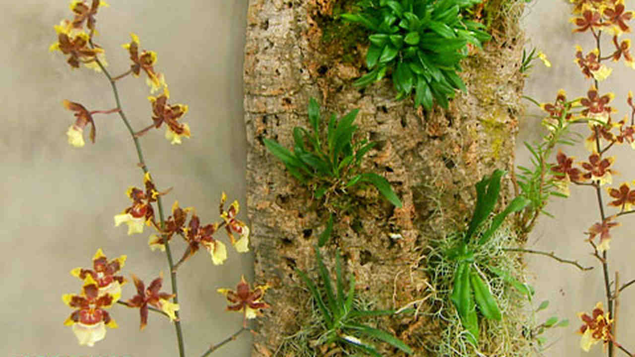 Orchid Wall Hanging How To - Hanging Orchids On Walls Orchid Wall Hanging How To - Hanging Orchids On Walls