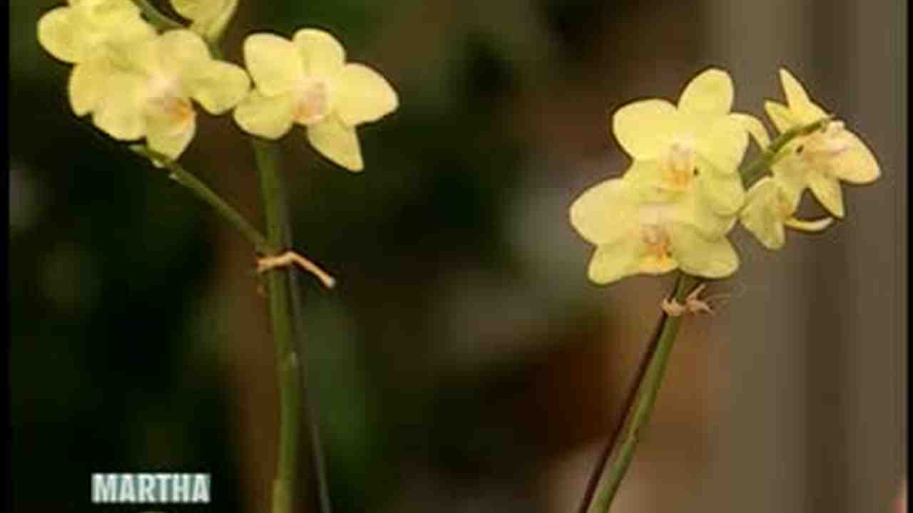 Debi Lilly Flowers Care Best Flower Site