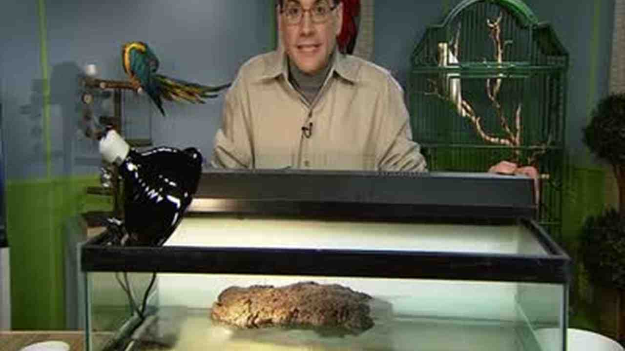 Video How To Create A Good Water Turtle Tank Martha Stewart
