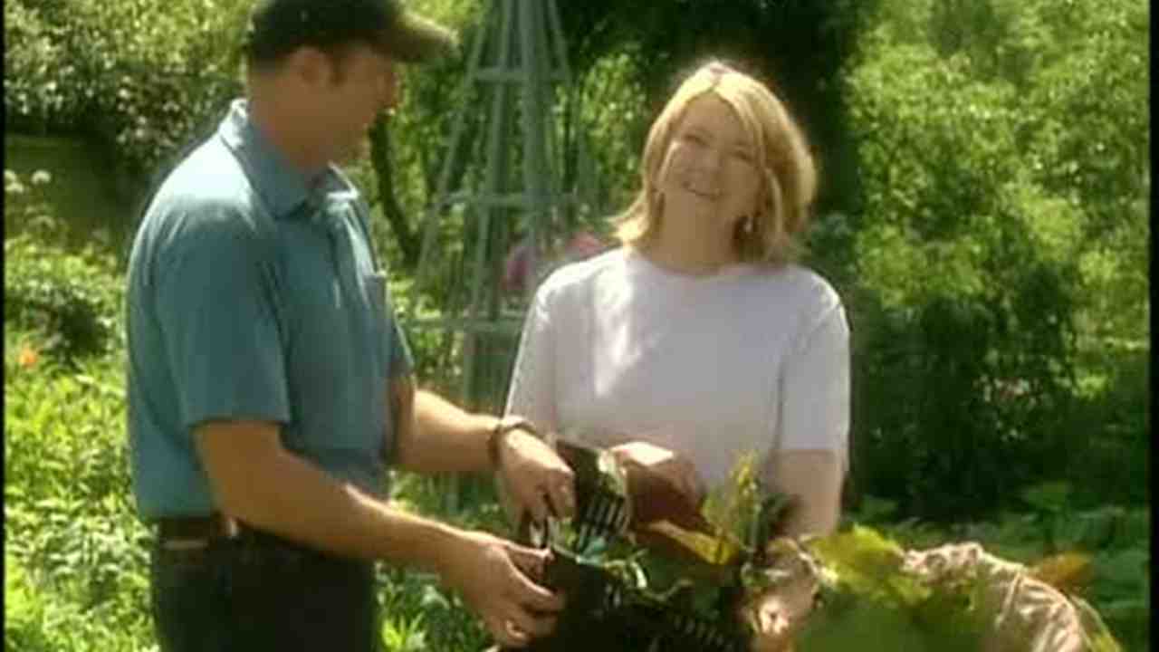 Video Inedible Rhubarb Plants Used For Decorative Effect Martha