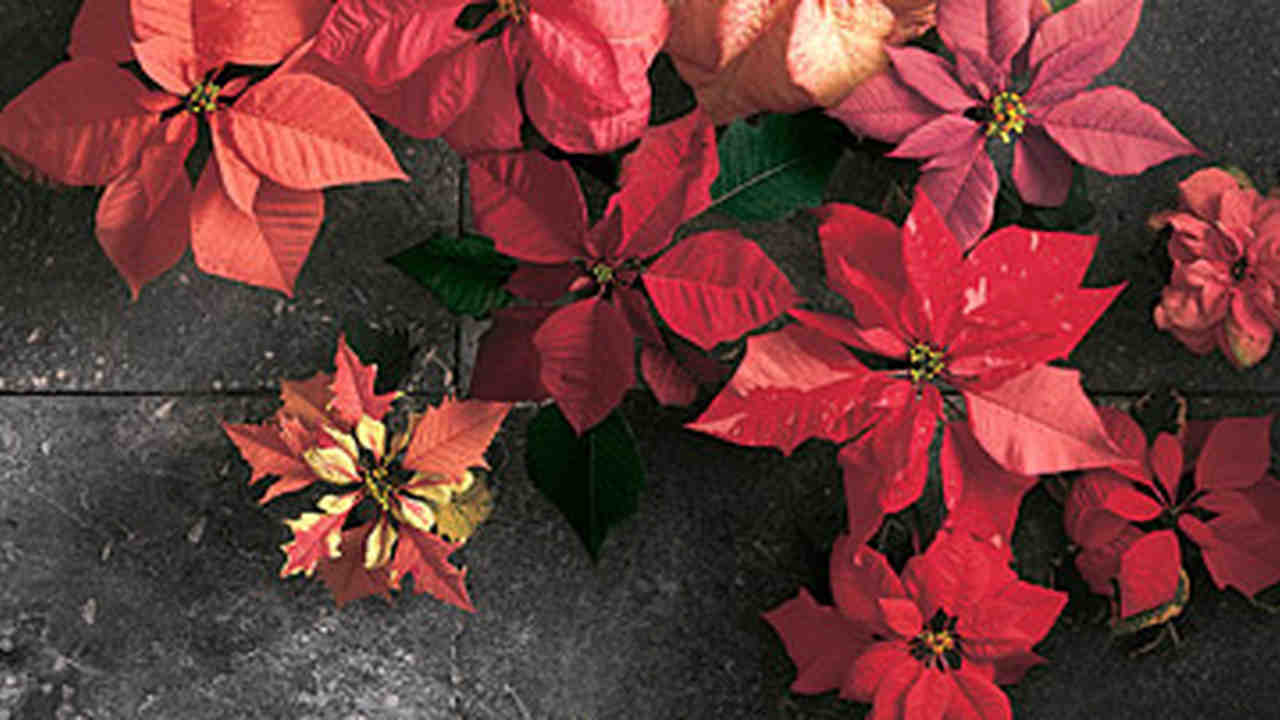 Video Good Things 3 Beautiful Way To Decorate With Poinsettias