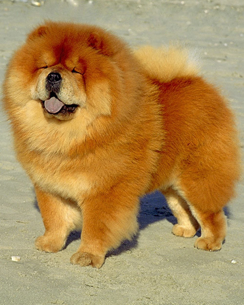 AKC Meet the Breeds Chow Chow Martha Stewart