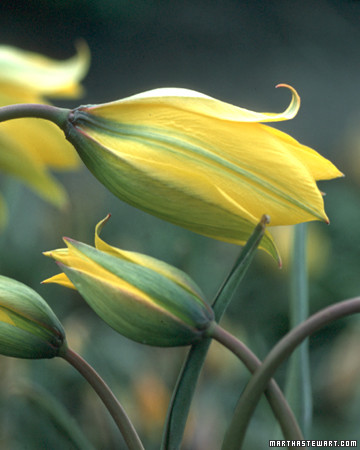 Drooping Tulips | Martha Stewart