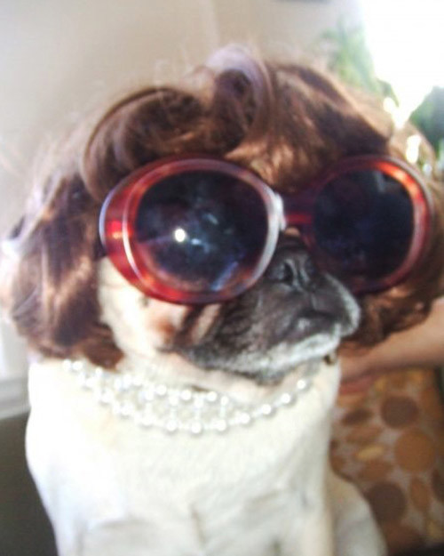 valentino pugs valentino pug contest martha stewart valentino pugs valentino pug contest martha stewart