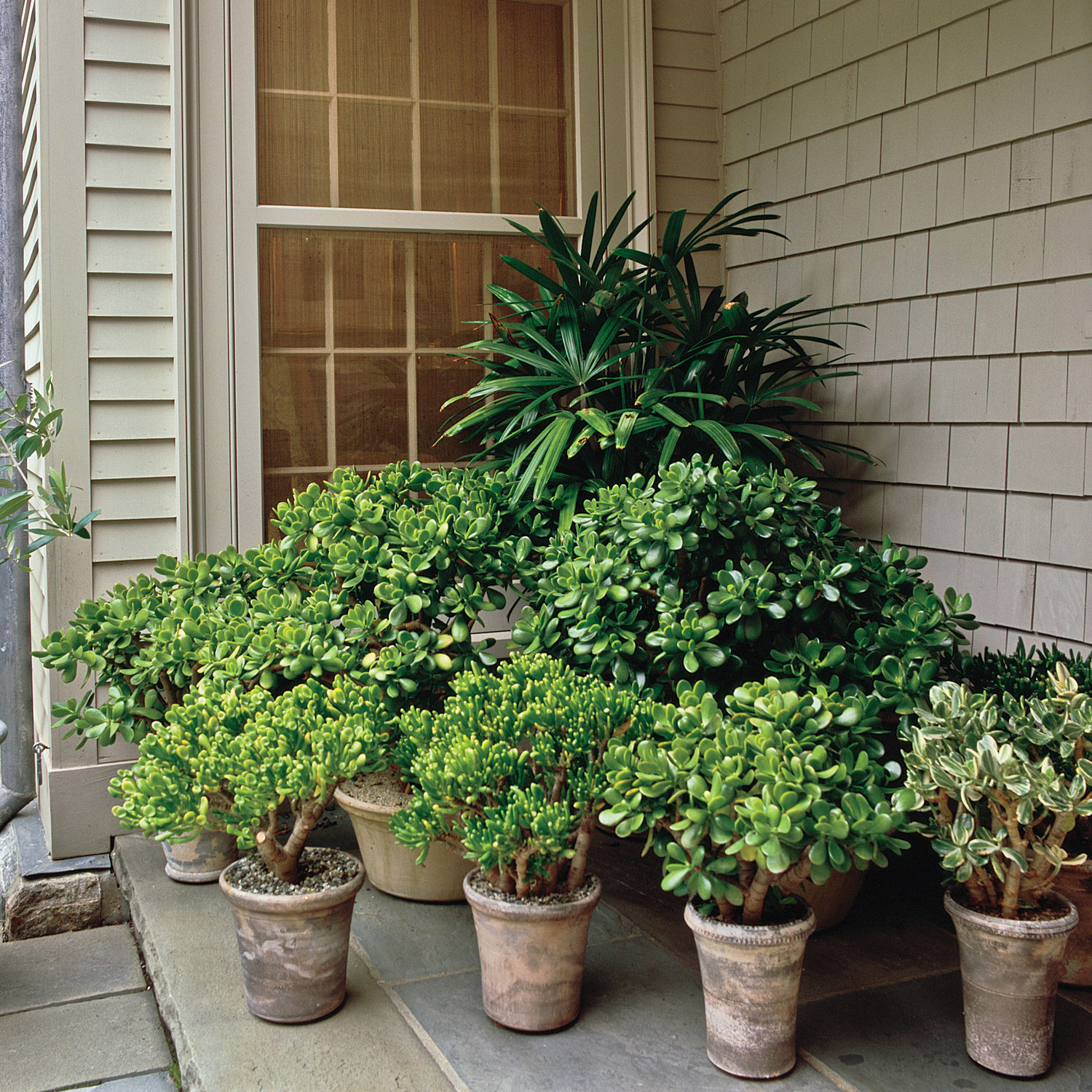 Succulents 101 Martha Stewart