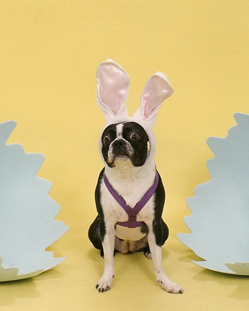 Easter Pet Contest | Martha Stewart