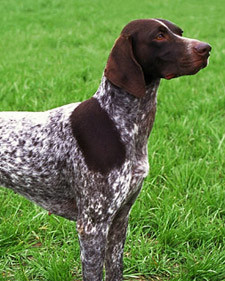 AKC Meet the Breeds: German Shorthaired Pointer Martha ...