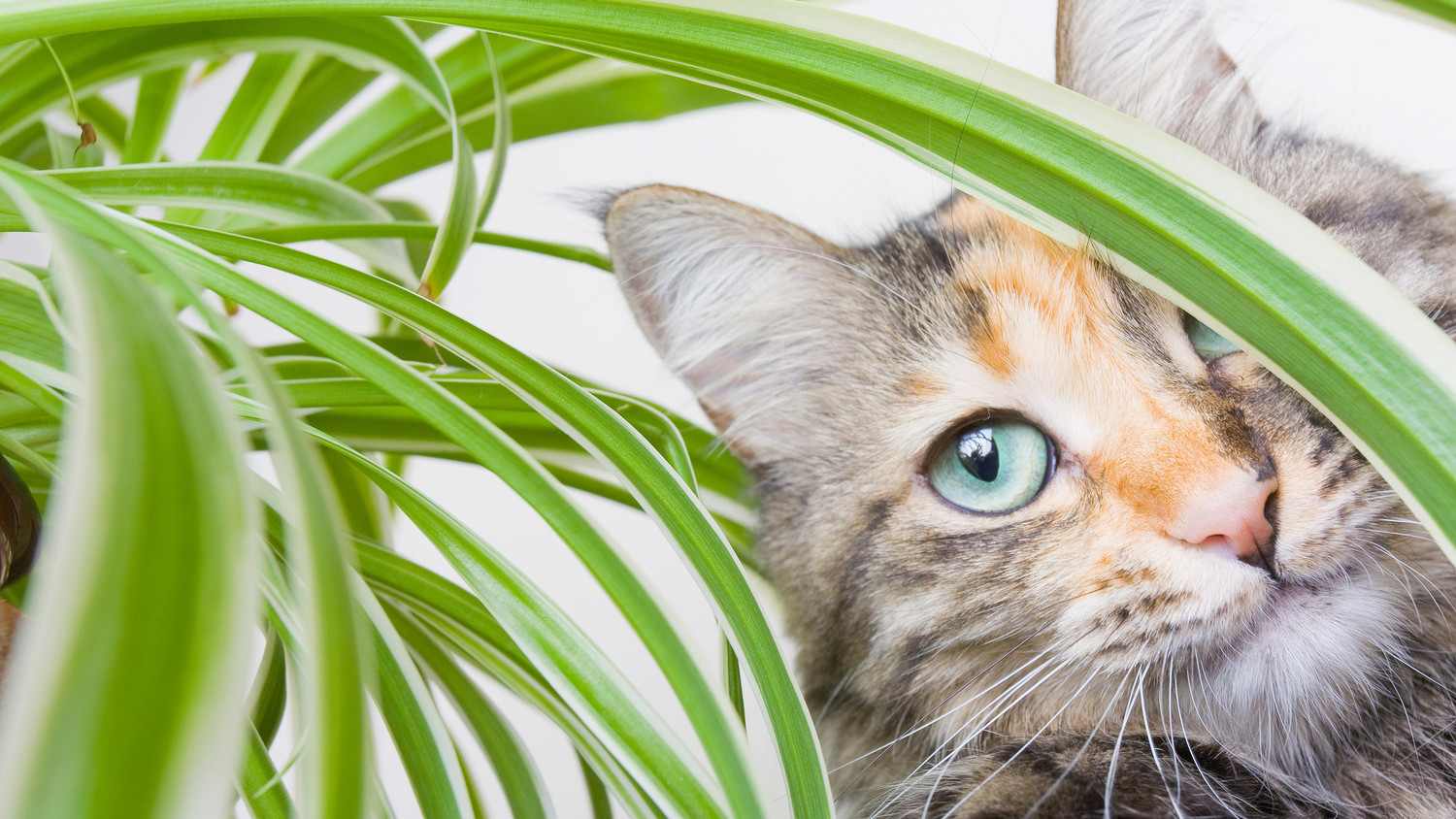 10 PetFriendly Houseplants for Your Home Martha Stewart