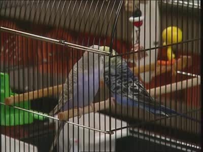 Video: Cleaning Bird Cages | Martha Stewart