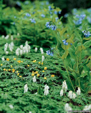 ephemerals spring