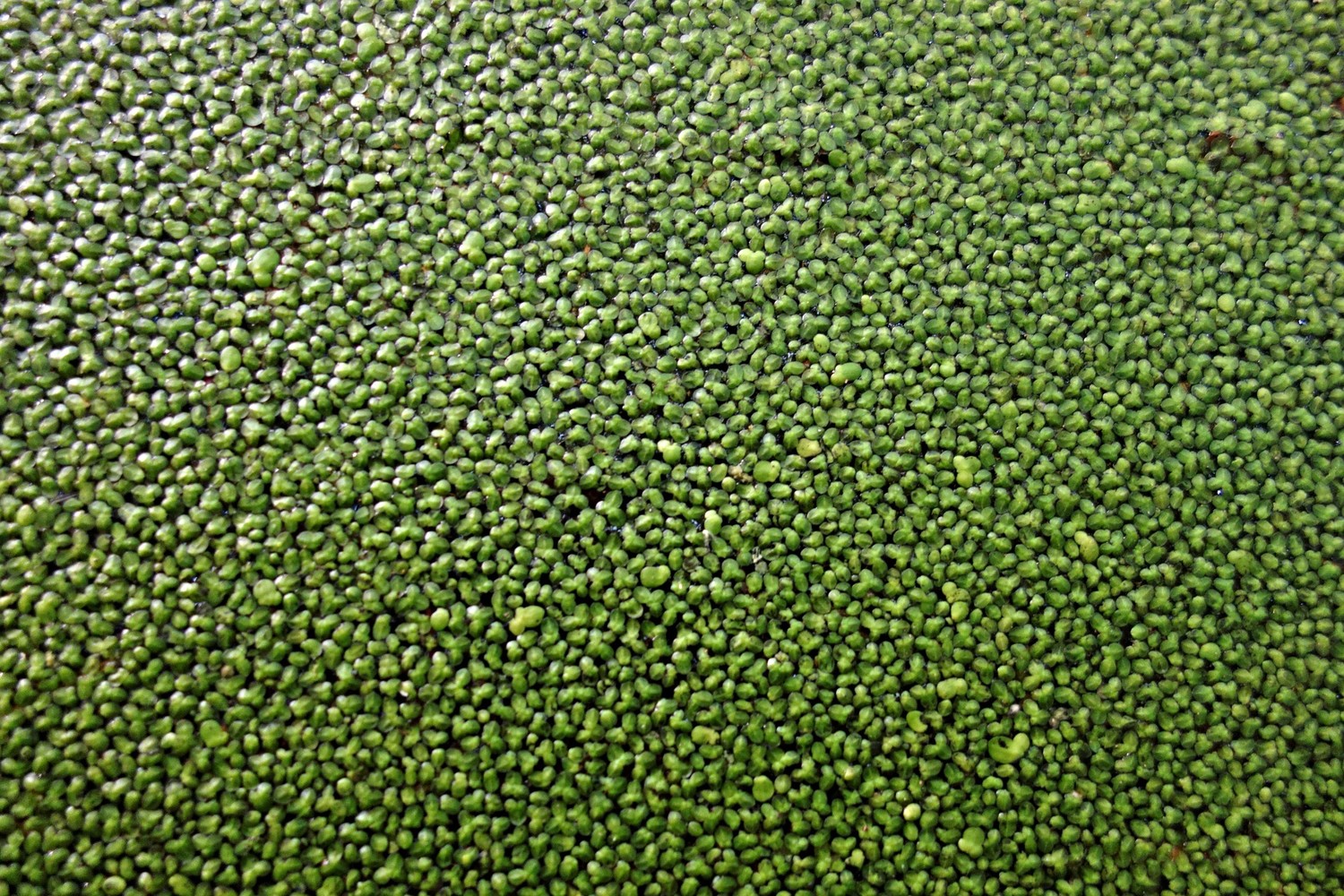 duckweed research paper