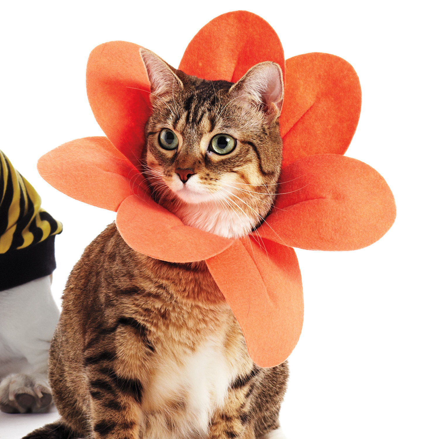 DIY Dog Costumes and Cat Costumes for Halloween