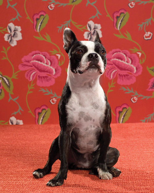 Glamour Dogs | Martha Stewart