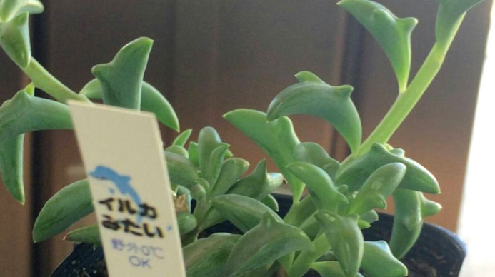 These Succulents Look Like Jumping Dolphins | Martha Stewart