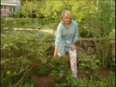 Video Good Thing Staking Perennial Peonies Martha Stewart