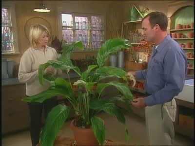 Scott Canning Talks About the Tacca Nivea Plant