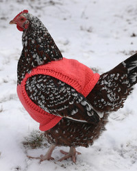 Local Retirees are Helping to Keep Chickens Warm in Knit Sweaters