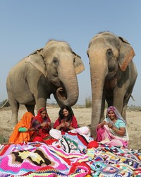You Can Help Knit Giant Sweaters For Rescued Elephants