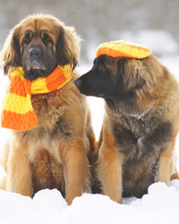 People are Knitting Colorful Sweaters for Discriminated Dog Breeds