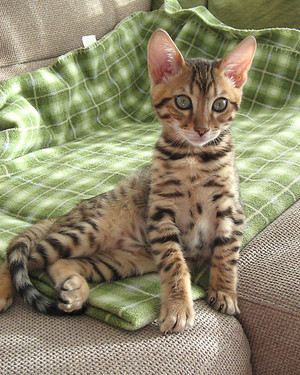 How To Keep Your Carpet Clean With Pets Pure How To Keep Your Carpets Looking Their Best Between Cleanings