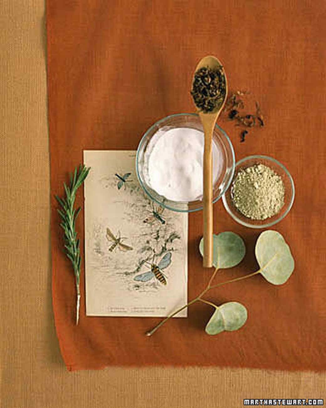 Shell Crafts Martha Stewart Nautilus Shell Vase