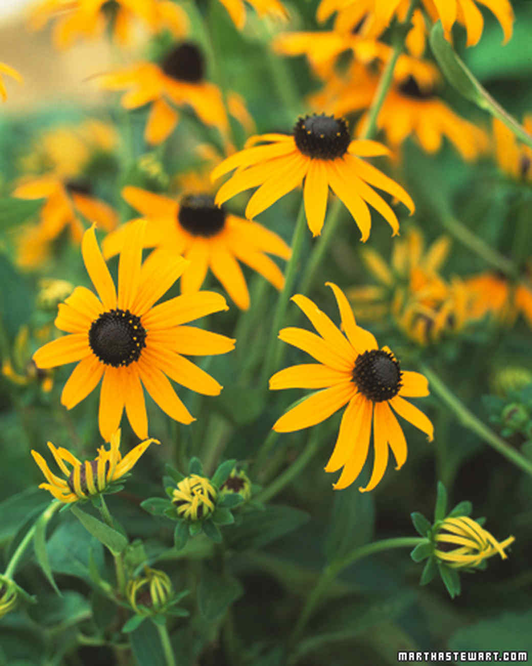 Fall Perennials Martha Stewart