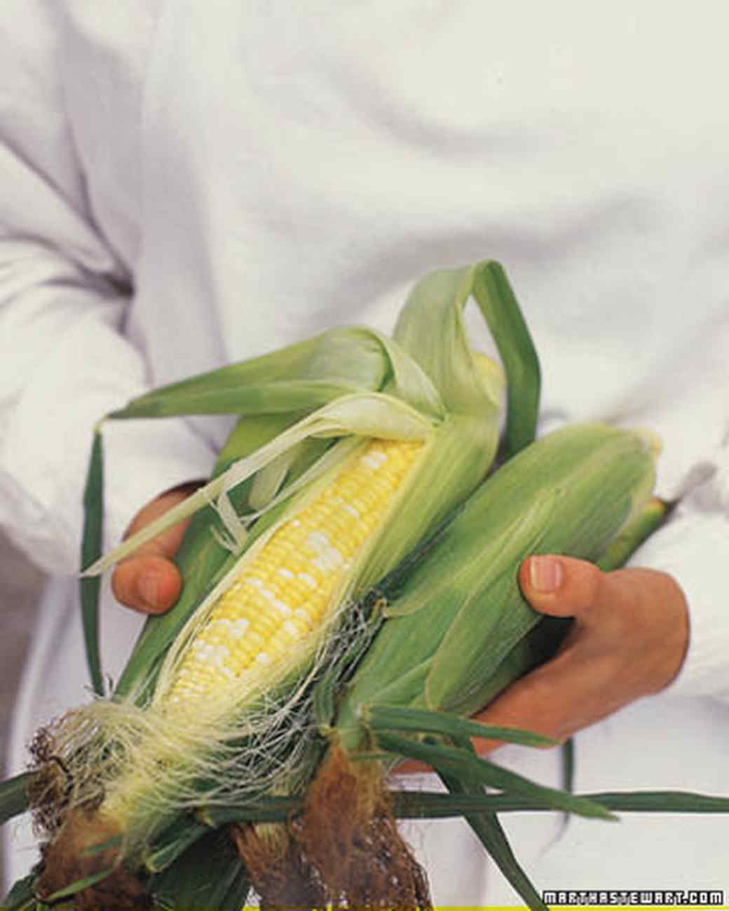 sweet corn growing guide