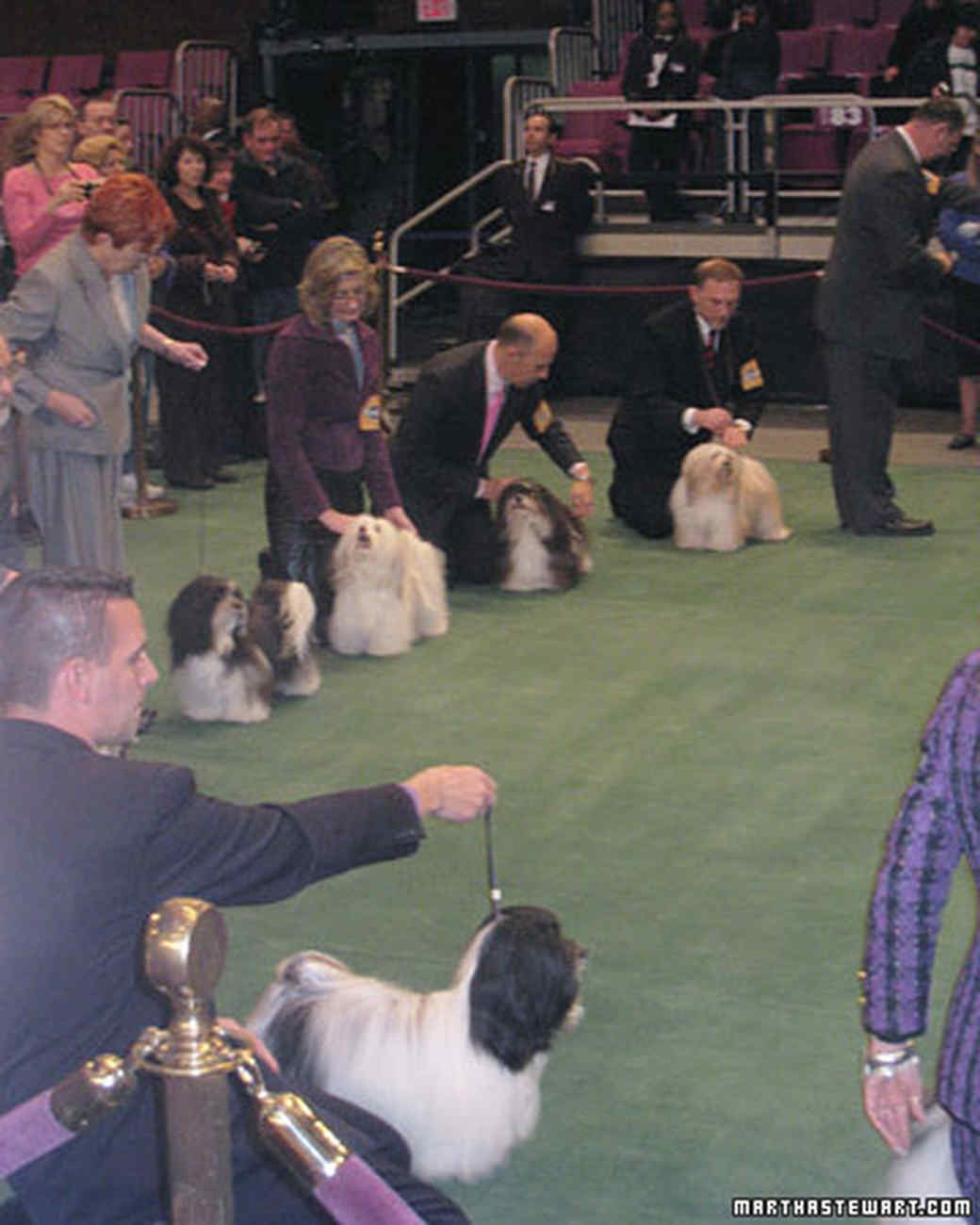 graceful havanese westminster show martha stewart graceful havanese westminster show martha stewart