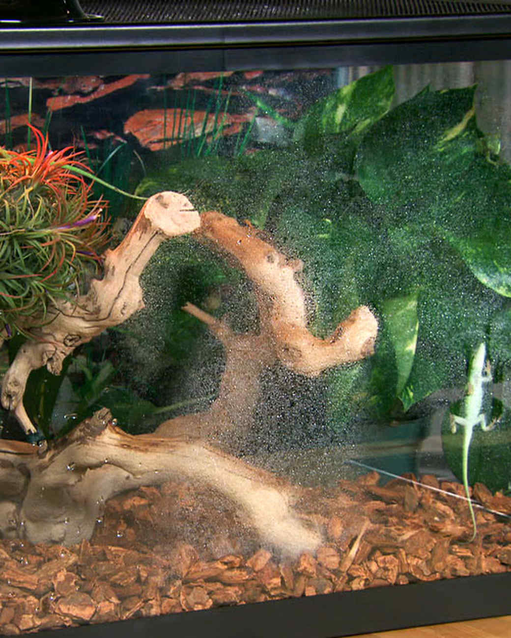 Lizard Terrarium How-To Martha Stewart - Lizard Terrarium How-To Martha Stewart