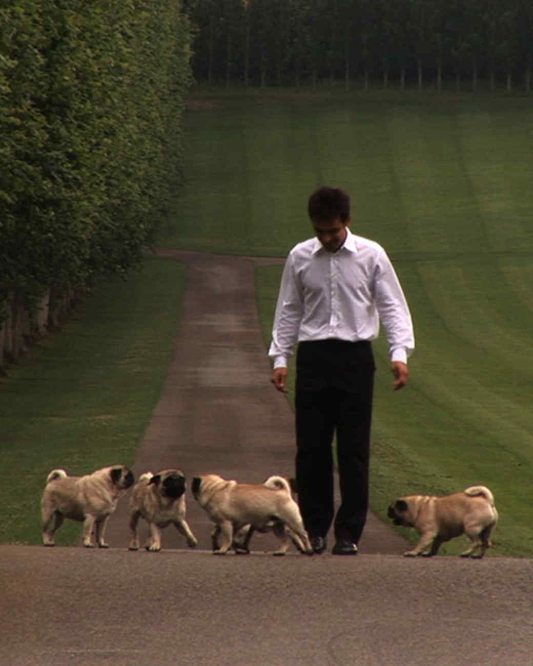 valentinos pugs valentino s pugs martha stewart valentinos pugs valentino s pugs martha stewart