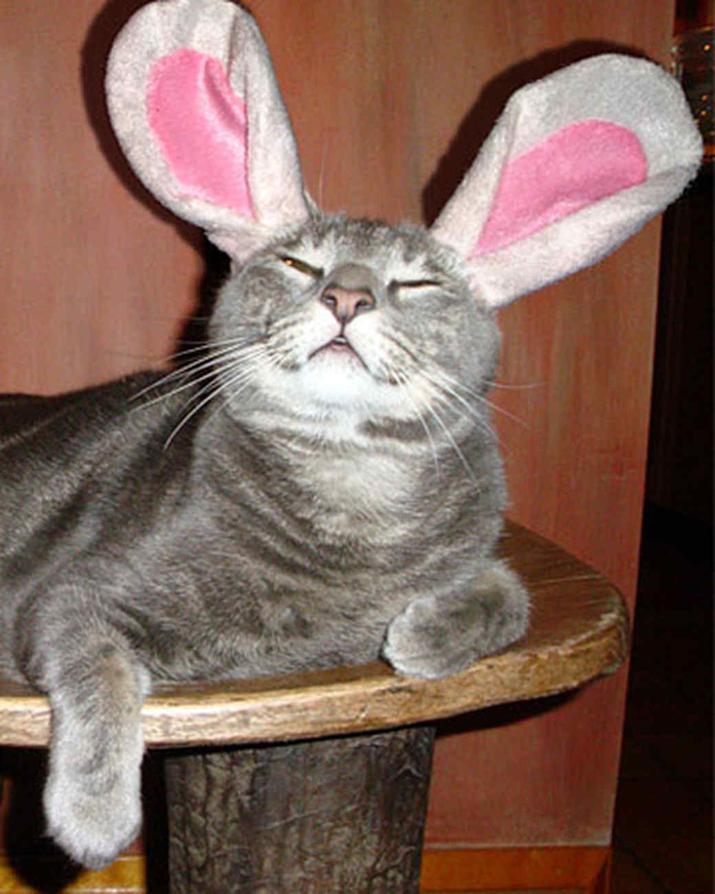 Easter Pet Contest Martha Stewart