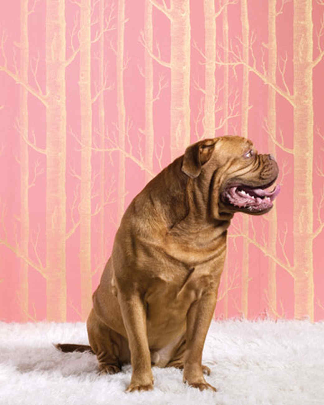 Glamour Dogs | Martha Stewart