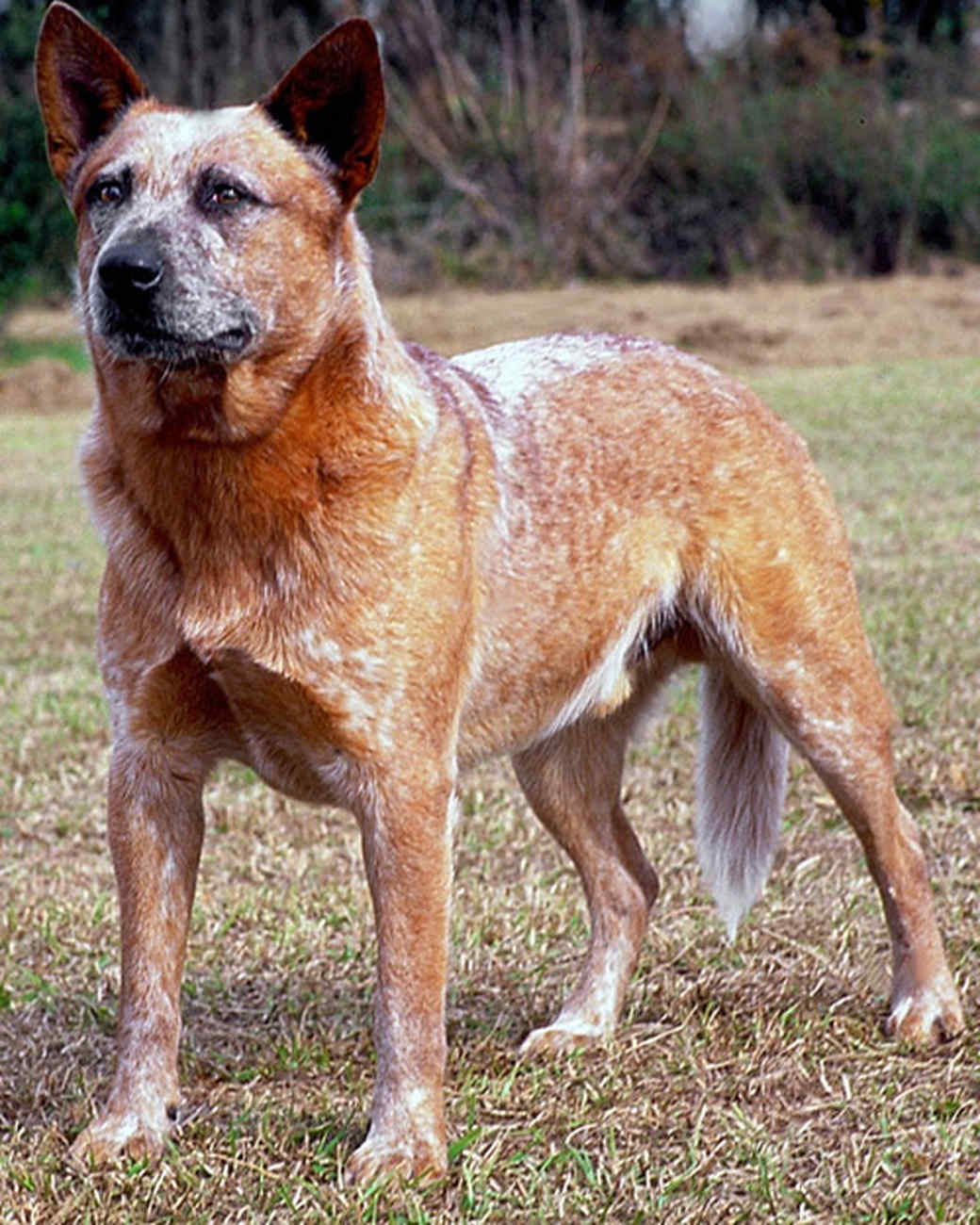Порода собаки Хердер Австралии