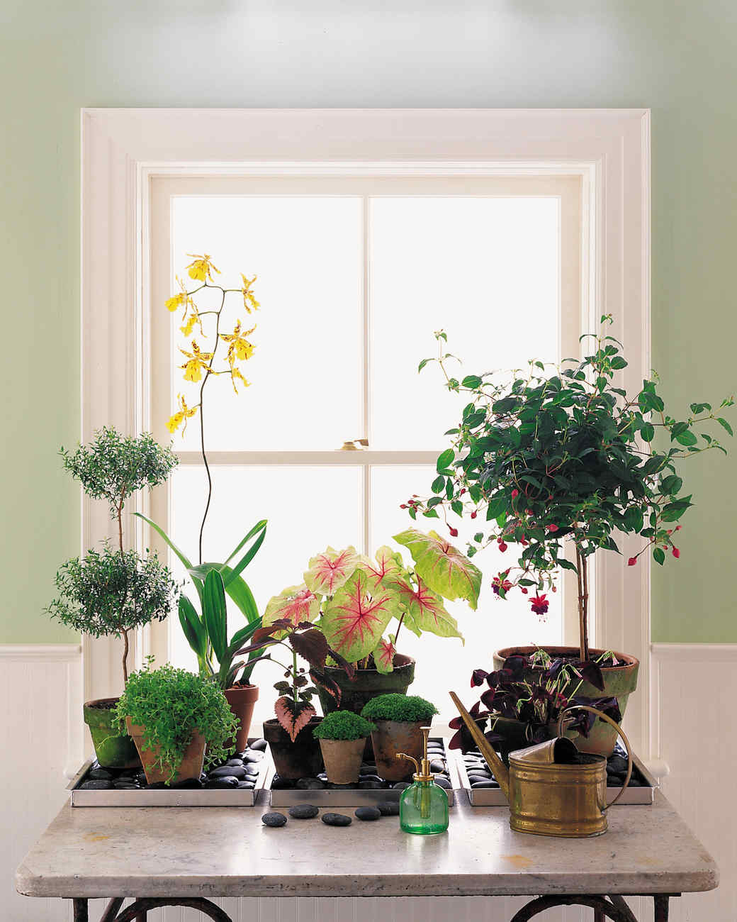 Moving Tips for Transporting Your Houseplants Safely Martha Stewart