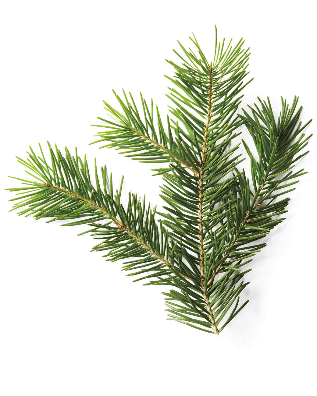 Branch Christmas Tree a christmas tree glossary | martha stewart Branch Christmas Tree a christmas tree glossary | martha stewart