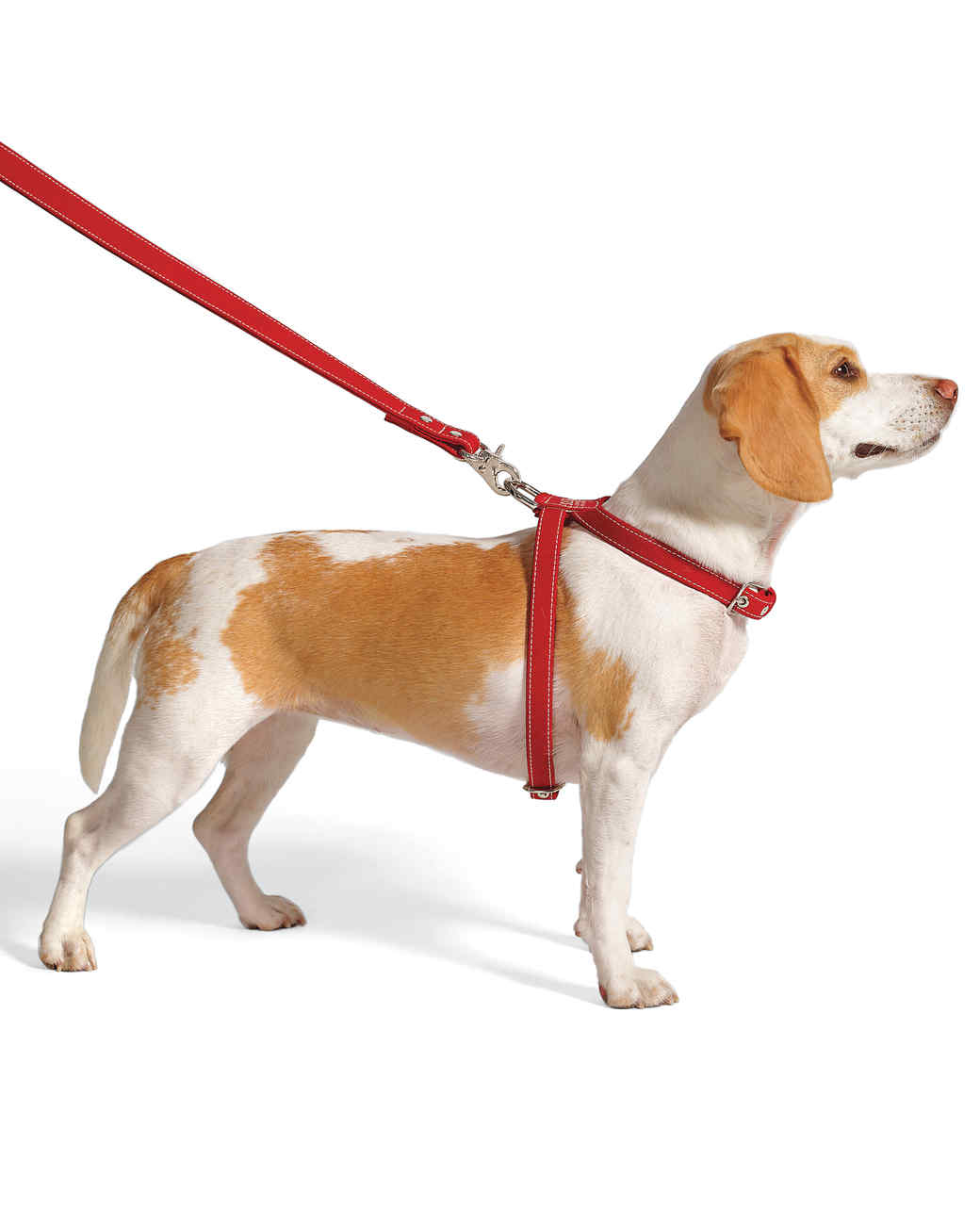 Safe Dog Walking Tips walking your dog