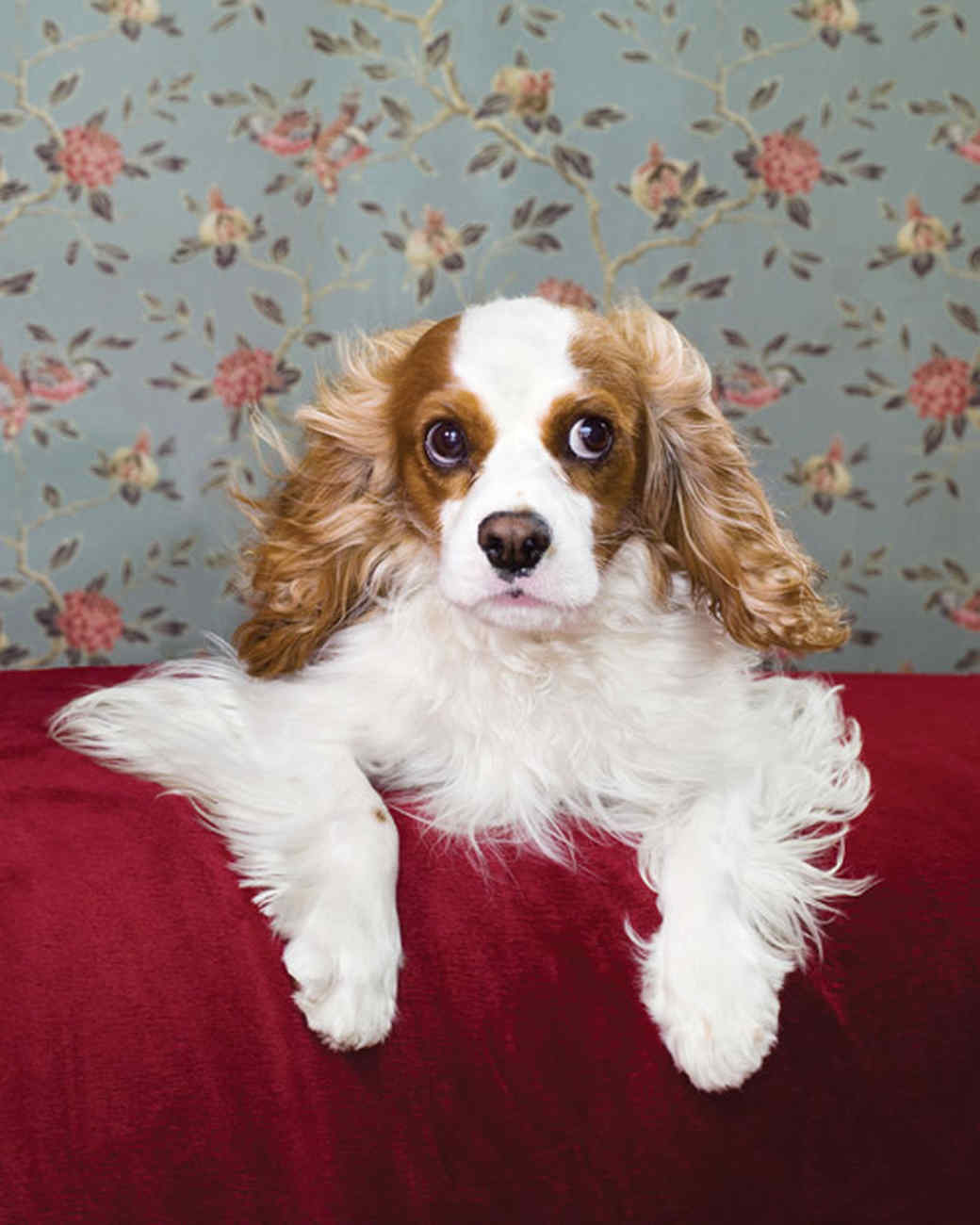 Glamour Dogs | Martha Stewart