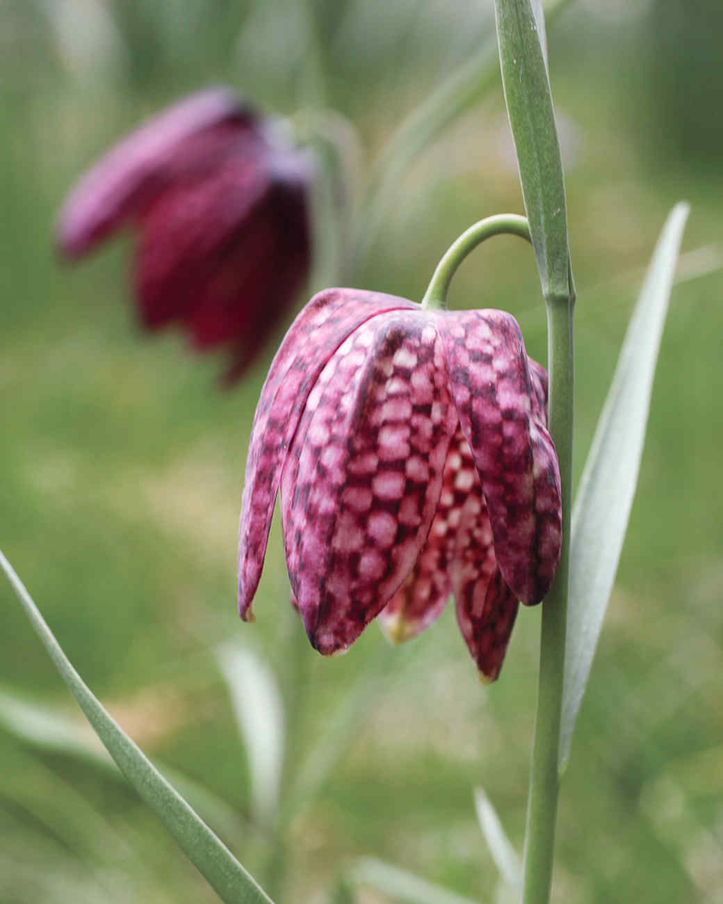 planting spring flowering bulbs martha stewart planting spring flowering bulbs martha stewart