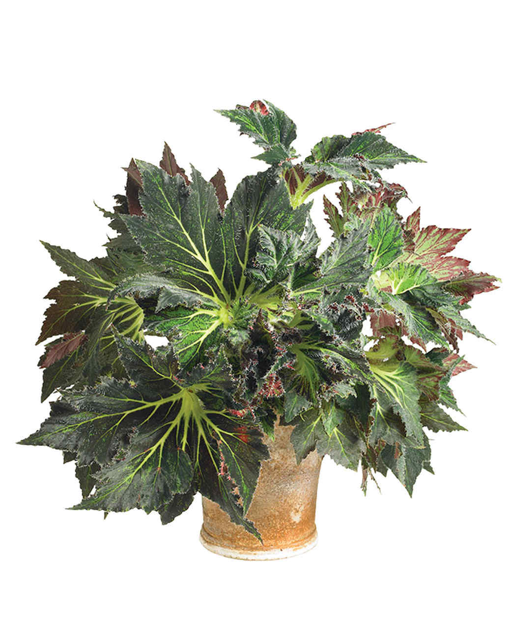 Gift Ideas For Gardeners gardeners gift dollar tree craft Palomar Prince Begonias Gift Ideas For Gardeners gardening gift ideas home design interior Palomar Prince Begonias