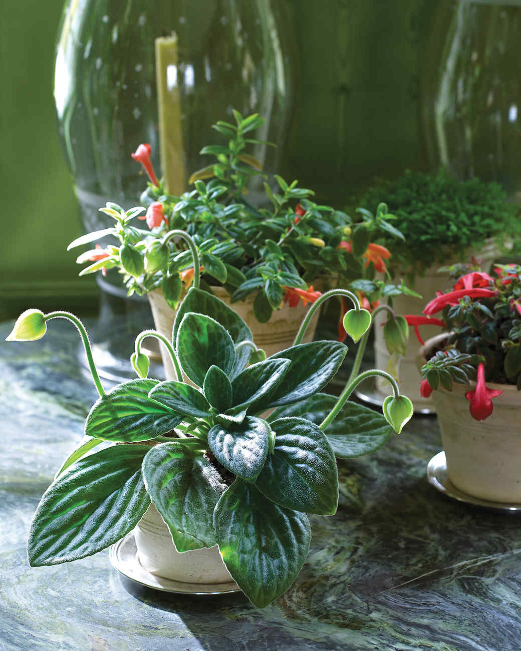 Martha's Home: Decorating With Houseplants | Martha Stewart