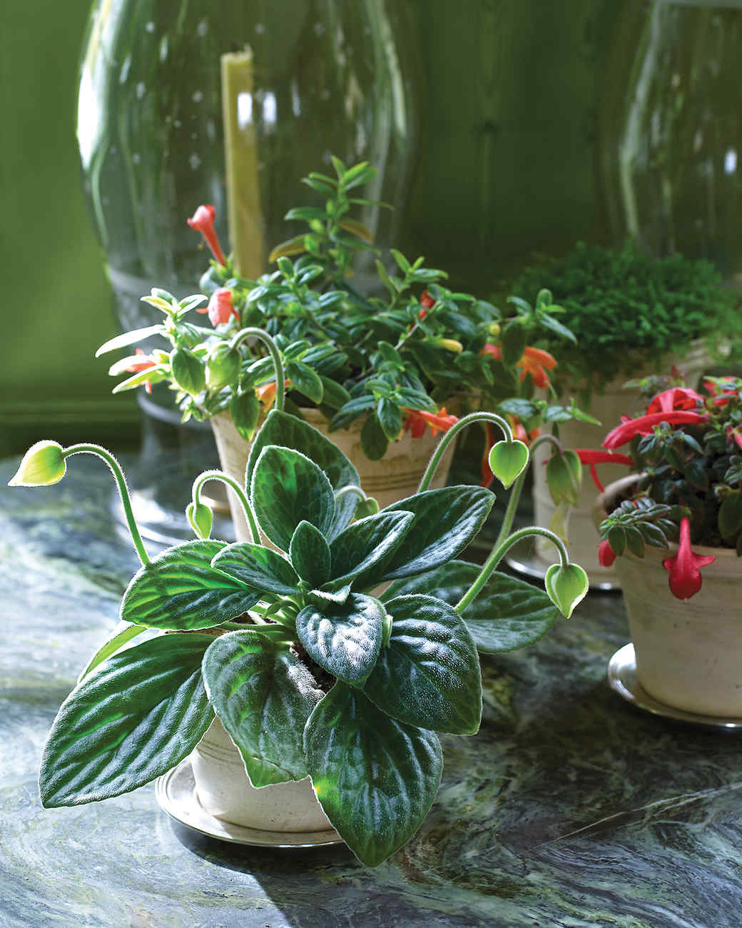 Martha's Home: Decorating with Houseplants | Martha Stewart