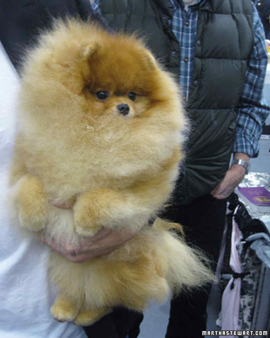 Westminster Dog Show Martha Stewart
