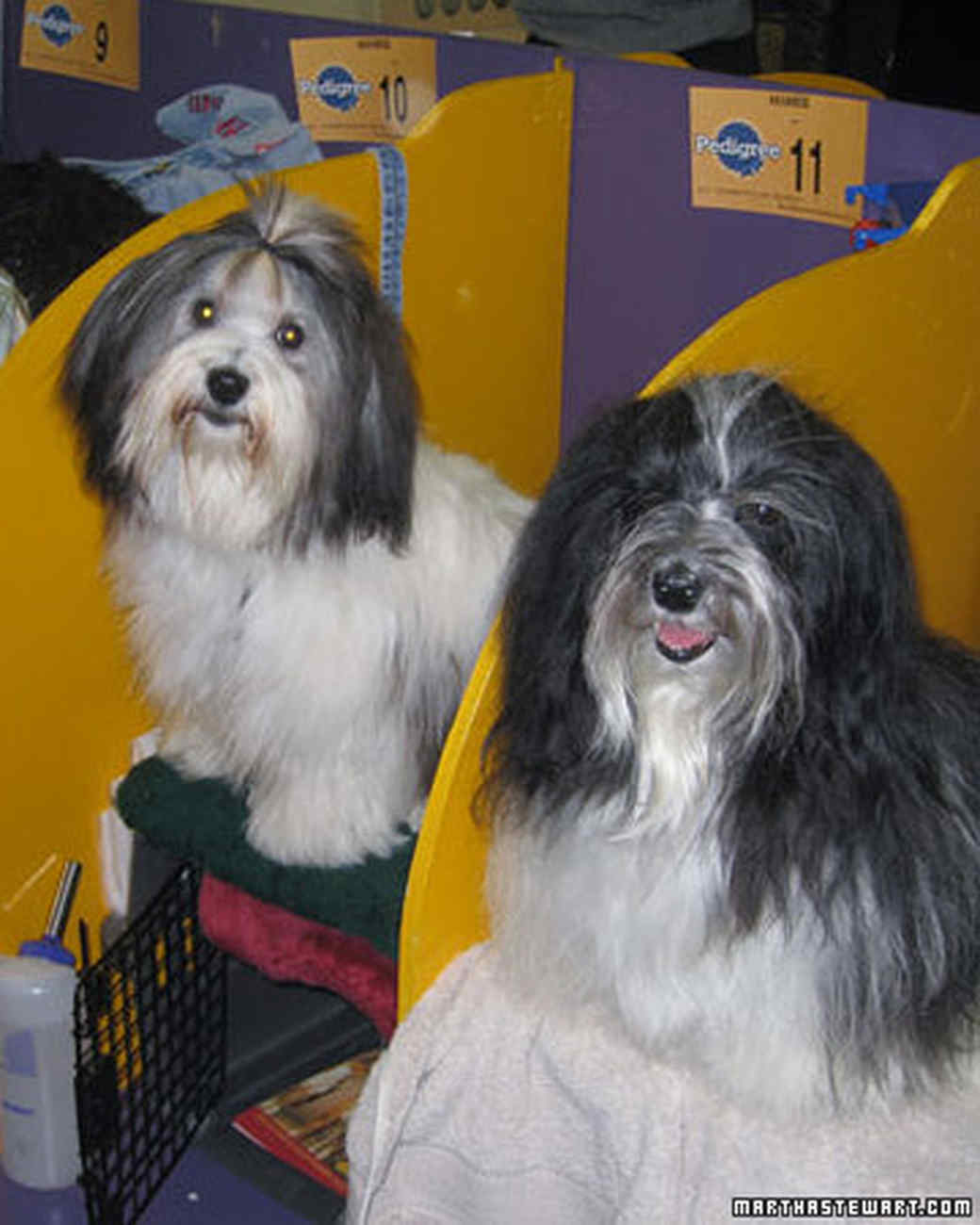 westminster havanese westminster show martha stewart westminster havanese westminster show martha stewart