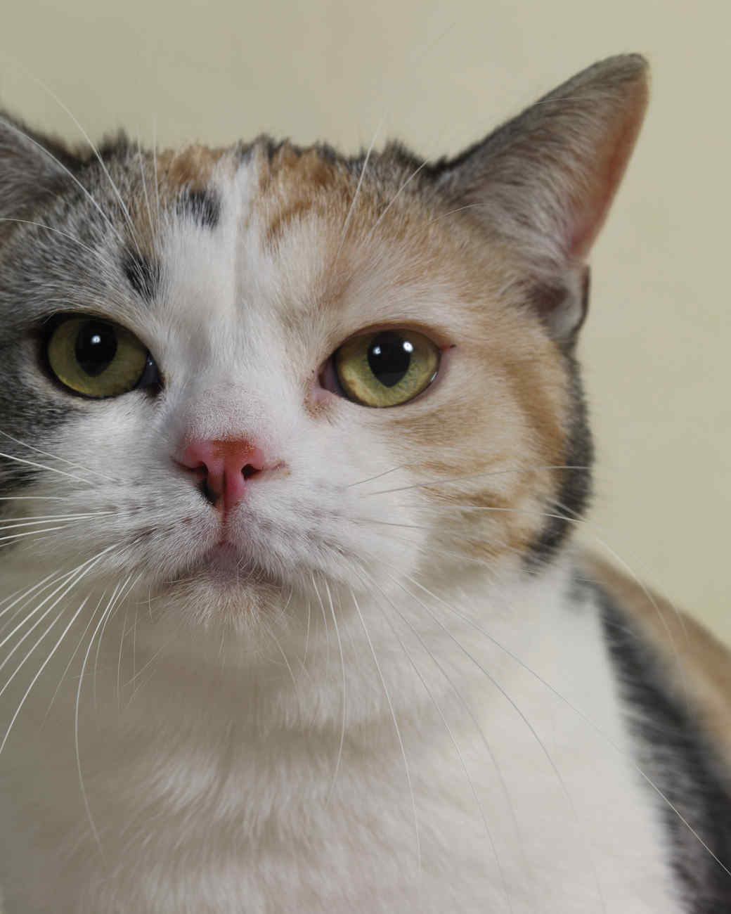 British Shorthair And Maine Coon Mix British Shorthair