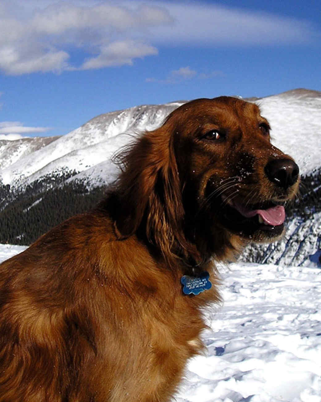 Snow Angels Contest Martha Stewart