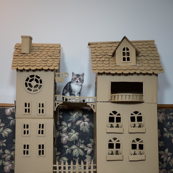 cat castle cat castle